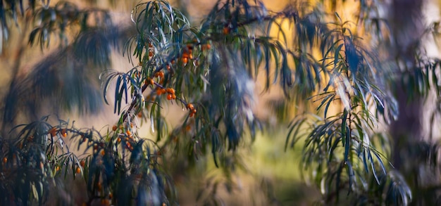 Gałąź drzewa z kolorowymi jesiennymi liśćmi z bliska Jesienne tło Piękne naturalne silne rozmyte tło z copyspace