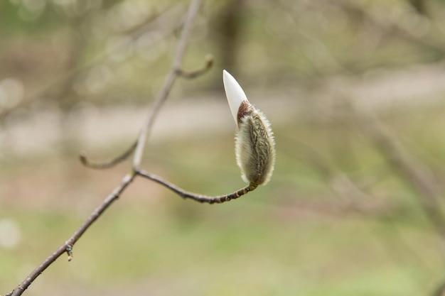 Gałąź drzewa z pączkiem, na którym widnieje słowo wiosna.
