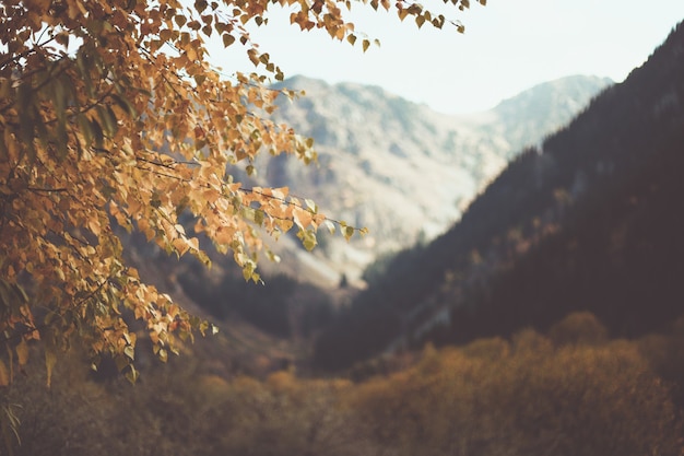 Gałąź drzewa z żółtymi liśćmi na tle ośnieżonych gór Jesienny tło natury