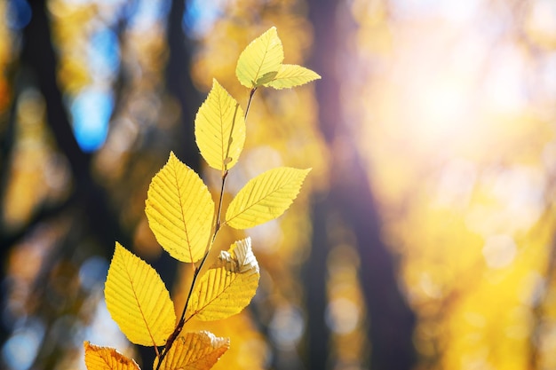 Gałąź drzewa z żółtymi liśćmi w jesiennym lesie w słoneczny dzień