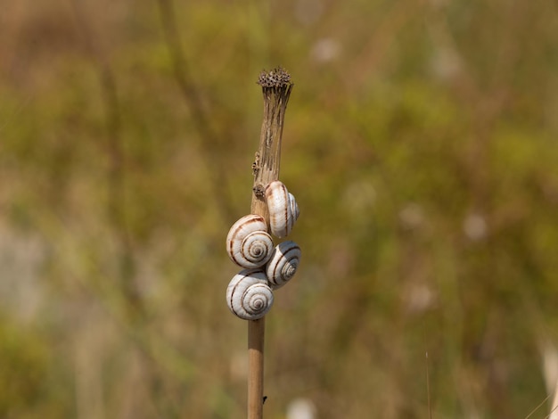 Gałąź drzewa ze ślimakami Natura