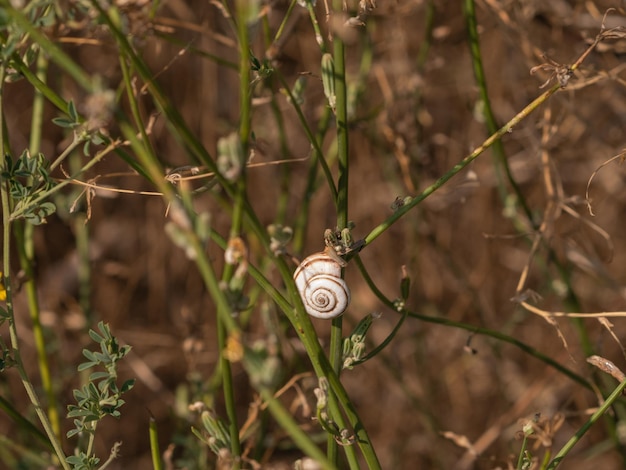 Gałąź drzewa ze ślimakami Natura