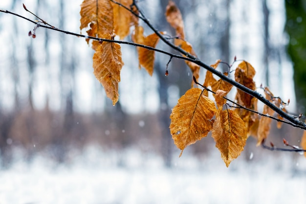 Gałąź drzewa ze zwiędłymi liśćmi zimą podczas odwilży lub późną jesienią przy deszczowej pogodzie