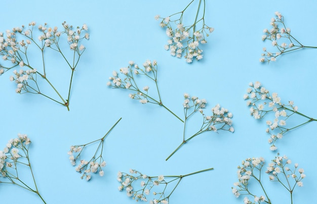 Gałąź Gypsophilia z białymi kwiatami na niebieskim tle widok z góry