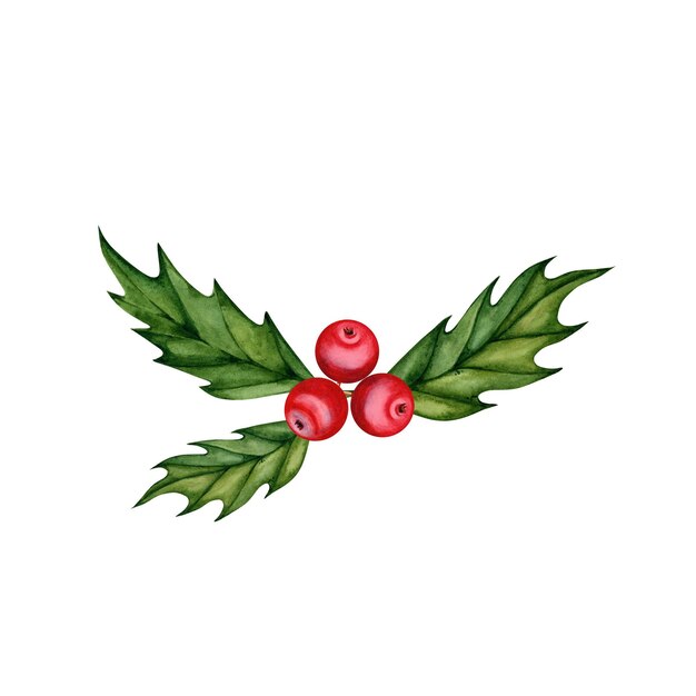 Gałąź Holly z czerwonymi jagodami Roślina wiecznie zielona Element designu Bożego Narodzenia Ilustracja akwarelowa
