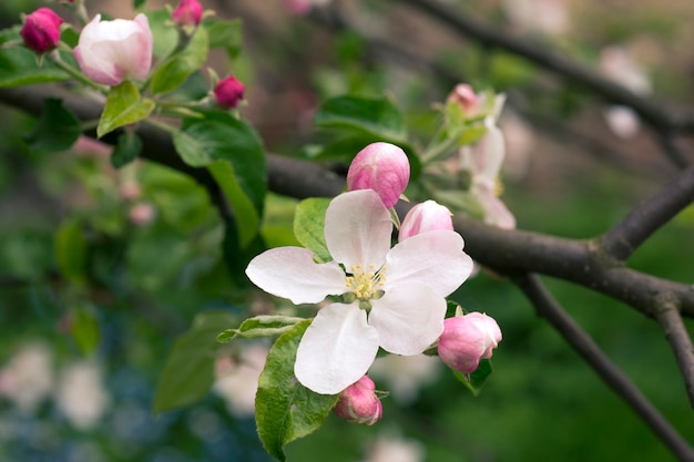 Zdjęcie gałąź jabłoni wiosną z naciskiem na kwiat