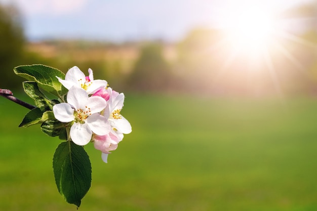 Gałąź jabłoni z białymi kwiatami w ogrodzie wiosną Kwitnienie jabłek Kopiowanie miejsca