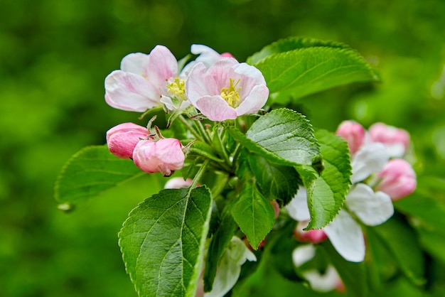 Gałąź jabłoni z kwitnącymi różowymi pąkami kwiatowymi i kroplami rosy w wiosennym ogrodzie