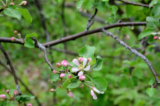 Gałąź Jabłoni Z Różowymi Kwiatami I Zielonymi Liśćmi, Makro