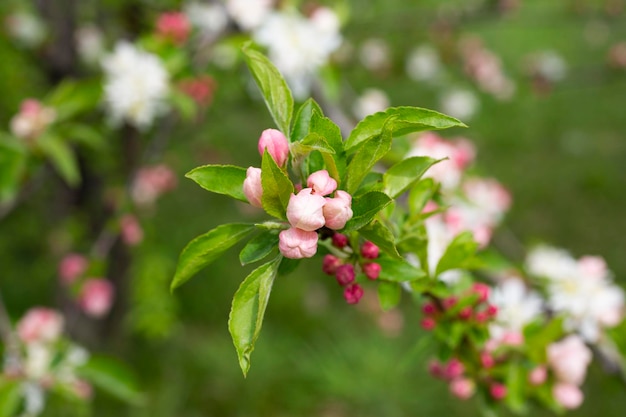 Gałąź jabłoni z różowymi kwiatami na tle kwitnących drzew wiosna czas