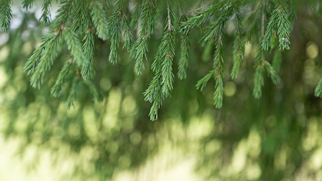 Gałąź jodły Eveergreen z bliska