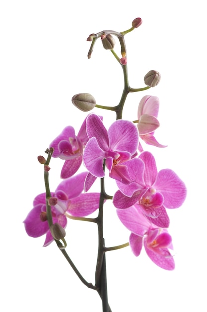 Gałąź Kwiat Orchidei (phalaenopsis) Na Białym Tle