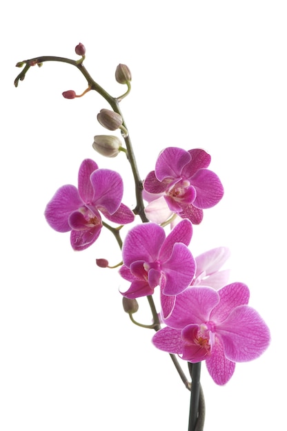 Gałąź Kwiat Orchidei (phalaenopsis) Na Białym Tle