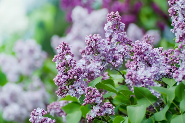 Gałąź kwiatów bzu z zielonymi liśćmi kwiatowy naturalny tło makro