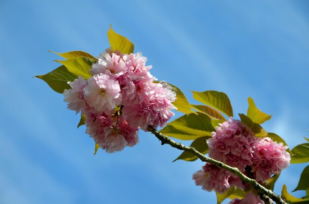 Gałąź kwiatu wiśni Sakura z różowymi kwiatami na tle nieba