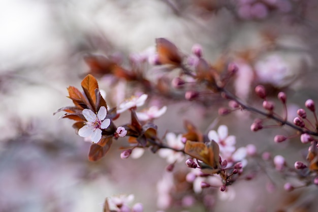 Gałąź Kwitn?cych śliwek Z Bliska Ró?owe Kwiaty Sakura Japońskie Kwiaty Wiśni Wiosna