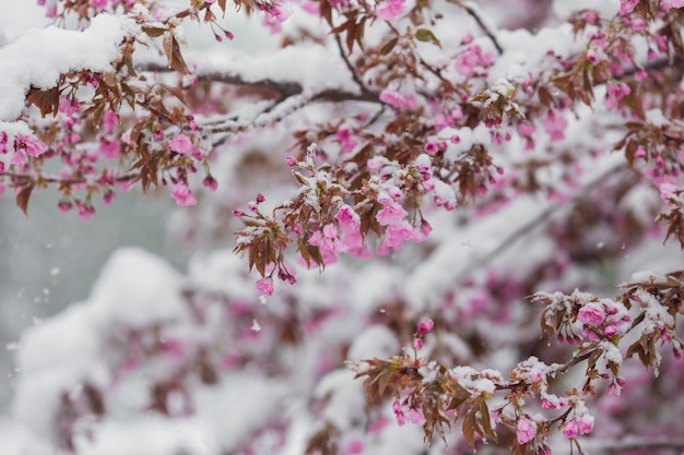 Gałąź kwitnąć Sakura drzewa pod śnieżną burzą