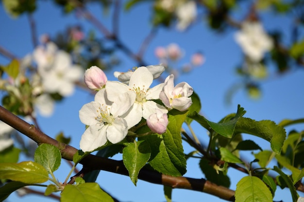 Gałąź kwitnącej jabłoni w ogrodzie na tle błękitnego nieba