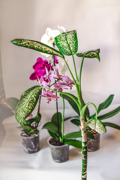 Gałąź kwitnącej purpurowej orchidei zbliżenie phalaenopsis