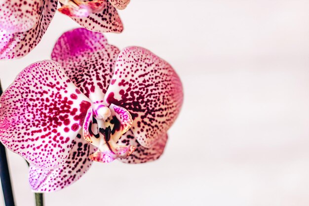 Gałąź kwitnącej purpurowej orchidei zbliżenie phalaenopsis