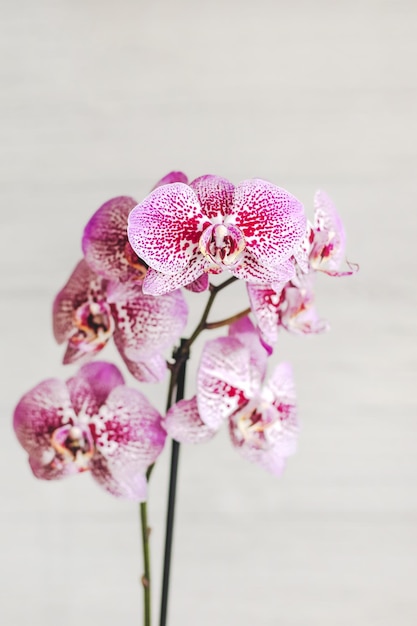 Gałąź kwitnącej purpurowej orchidei zbliżenie phalaenopsis