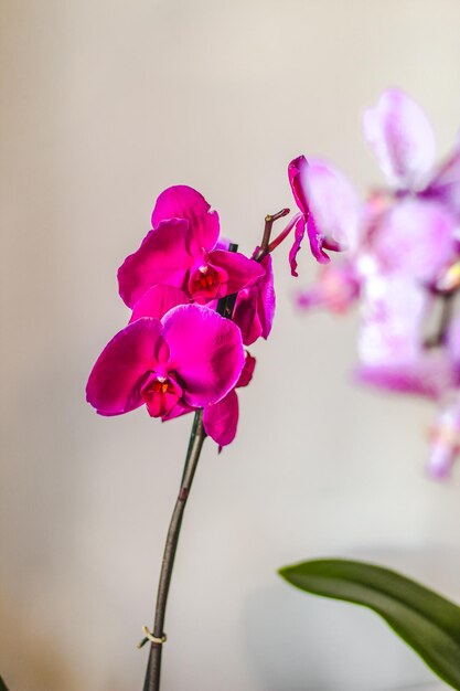 Gałąź kwitnącej purpurowej orchidei zbliżenie phalaenopsis