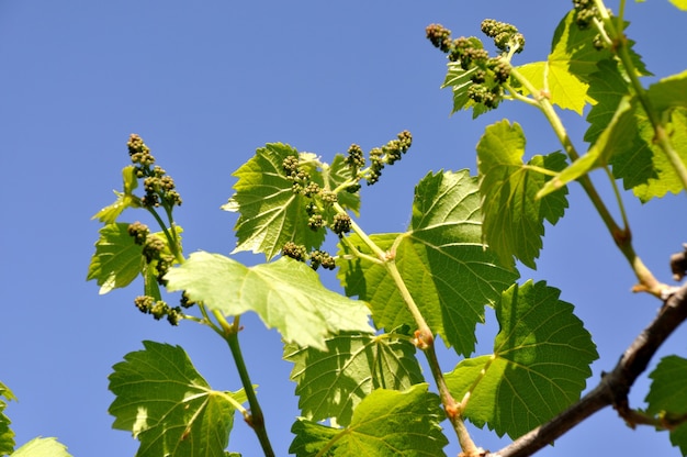 Gałąź kwitnących winogron