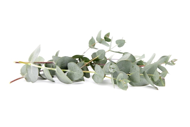 Zdjęcie gałąź liści eukaliptusa z zielonymi liśćmi dekoracja kwiatowa na białym tle