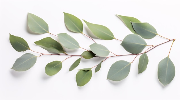 Gałąź liści eukaliptusa z zielonymi liśćmi leżała płasko na krawędzi białego niebieskawego tła