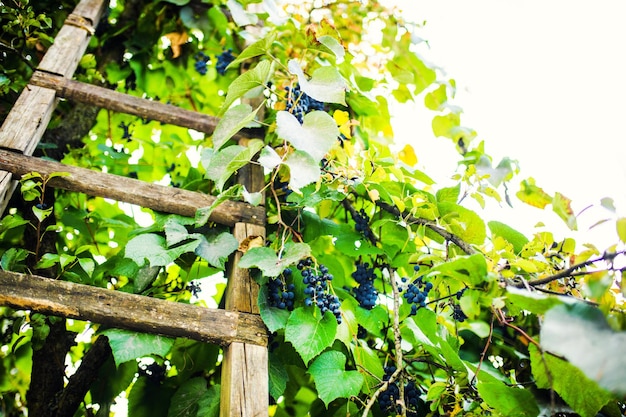 Gałąź niebieskich winogron rosnących na polach