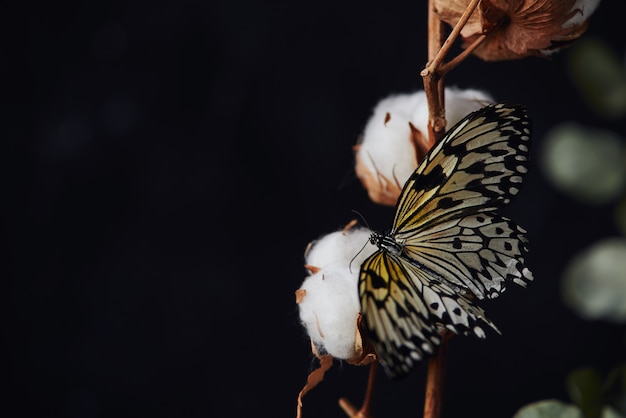 Gałąź odizolowywająca na czarnym tle bawełniana roślina. piękny motyl siedzi na kwiacie