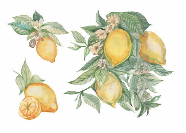 Gałąź Owoców Cytryny Z Liści I Kwiatów Płytki Majoliki Prowansja Akwarela Ilustracja Ręcznie Rysowane Patern Wzór