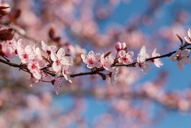 Gałąź Piękna różowa śliwka wiśniowa, Prunus Cerasifera Nigra, kwitnąca wczesną wiosną. Drzewo dekoracyjne krajobrazu.