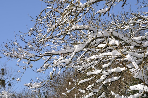 Gałąź pokryta śniegiem
