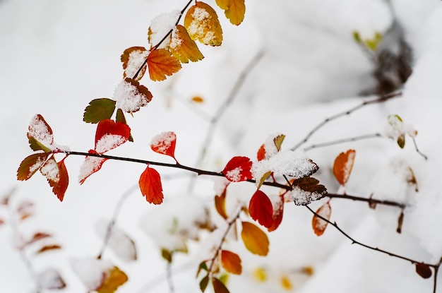 Gałąź roślin pod śniegiem naturalne tło zima zima obraz makro