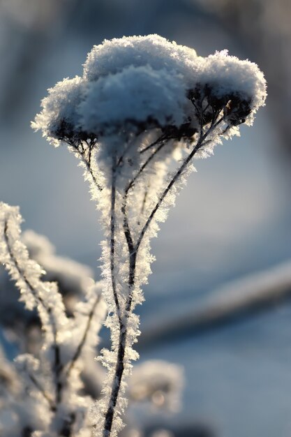 gałąź rośliny pokryta śniegiem zima makro