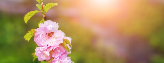 Gałąź sakura (wiśnia japońska) z bujnymi różowymi kwiatami na rozmytym tle. Sakura kwiaty