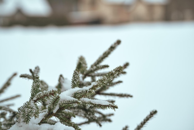 Gałąź sosny pokryte śniegiem Zimozielone drzewo w zimie