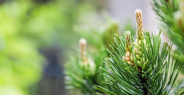 Gałąź Sosny Z Młodymi Pędami Na Wiosnę Naturalne Tło