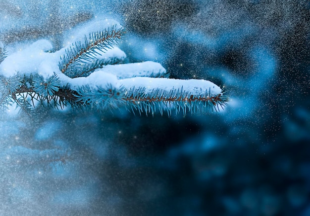 Zdjęcie gałąź świerka na tle zamarzniętego zimowego lasu obraz w niebieskich tonach