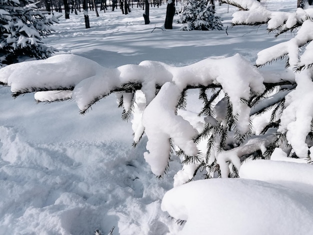 Gałąź świerkowa pokryta pierwszym śniegiem z naturalnym tłem zimowym
