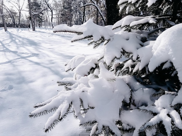 Gałąź świerkowa pokryta pierwszym śniegiem z naturalnym tłem zimowym