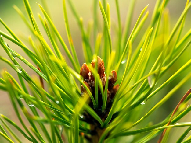 Gałąź świerkowa w słońcu Naturalne tło naturalne