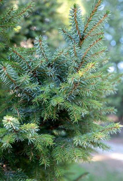 gałąź świerkowe igły sosna park wiosna