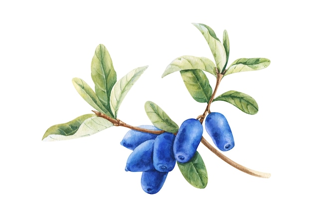 Gałąź wiciokrzewu Lonicera caerulea z niebieskimi jagodami i liśćmi. Akwarela ilustracja
