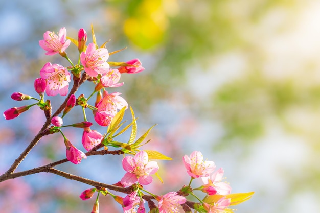 Gałąź Wiśni Prunus Kanzan Różowe Podwójne Kwiaty I Zielone Liście Na Niebieskim Tle Nieba