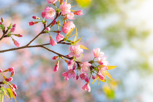 Gałąź wiśni Prunus Kanzan Różowe podwójne kwiaty i zielone liście na niebieskim tle nieba