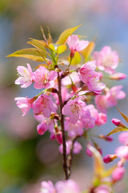 Gałąź Wiśni Prunus Kanzan Różowe Podwójne Kwiaty I Zielone Liście Na Niebieskim Tle Nieba