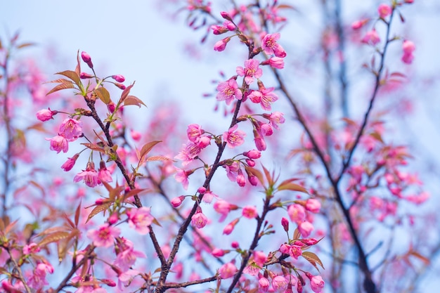 Gałąź wiśni Prunus Kanzan Różowe podwójne kwiaty i zielone liście na niebieskim tle nieba