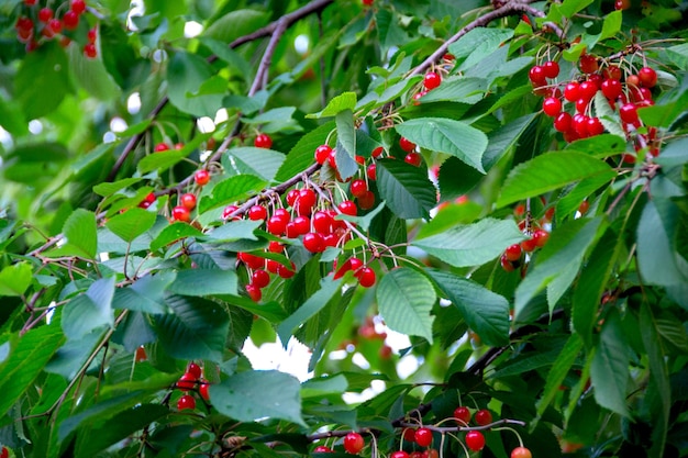 Gałąź wiśni z dojrzałymi czerwonymi jagodami na ciemnozielonym tle Wiśnia naturalna ogrodowa